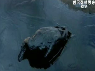 태안 기름유출, 생태계파괴 고심