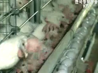 `평택 조류인플루엔자 감염 낮은 저병원성`