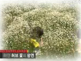 하얀 허브 꽃의 향연