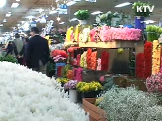 봄의 향기...양재 꽃 시장을 찾아서