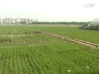 쌀 직불금 기준 강화로 신청 대폭 감소