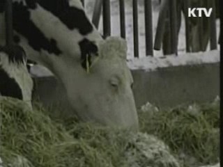 미국서 광우병 발생…검역 중단 검토