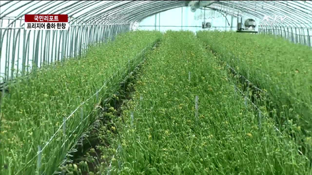 "봄의 향기"...프리지어 수확 한창 [국민리포트]