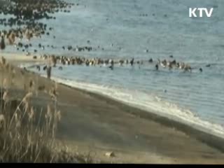 한강 철새 관찰프로그램 [KTV 열린세상]