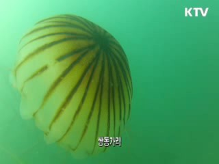회복된 '바다숲'…대규모 해초 군락지 확인