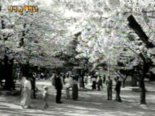 제 1회 국군 위안회(`61)