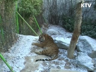 2010 경인년 호랑이띠해 특별전