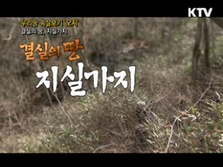 결실의 땅, 지실가지