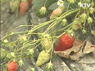 폭설피해 복구비 20억 원 긴급 지원