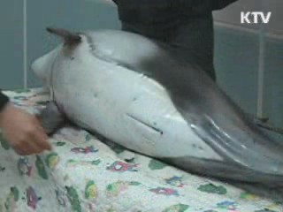 울산 장생포에 '돌고래 순치장' 설치