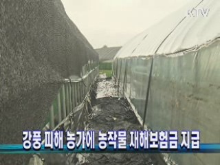 강풍 피해 농가에 농작물 재해보험금 지급