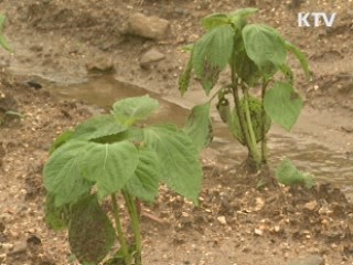 농어촌 태풍 피해 예방팀 긴급 파견