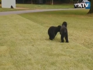 오바마 대통령의 새 애완견 '써니'