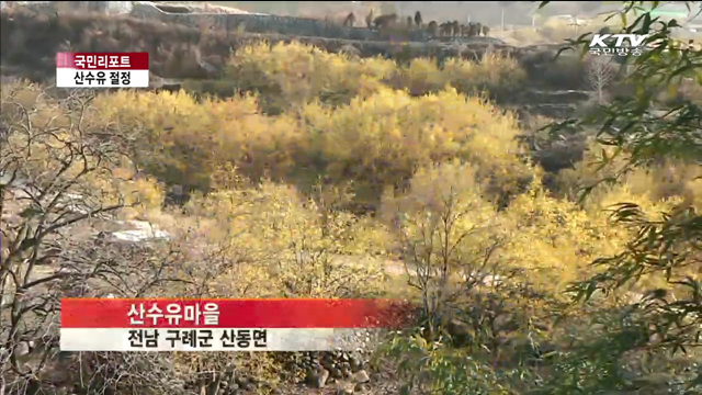 노랗게 활짝 핀 산수유 절정 [국민리포트]