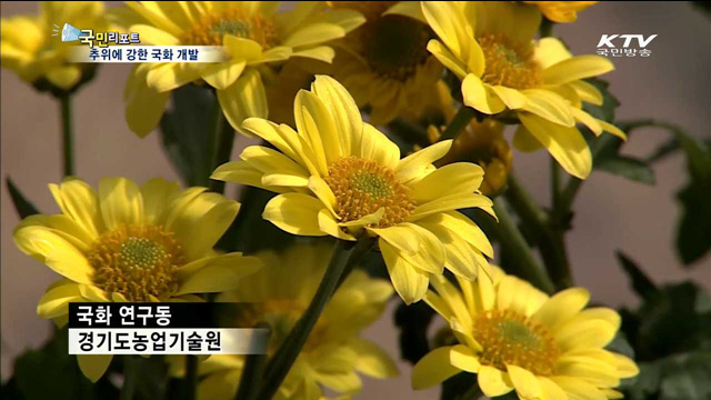 추위에 강한 신품종 국화…수출 경쟁력 높다