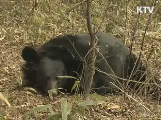 반달가슴곰 국내서 자체증식 출산