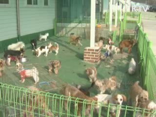 애완견 배설물 안치우면 과태료 '7만원'