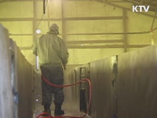 경북 청송 돼지농가 구제역 의심신고 