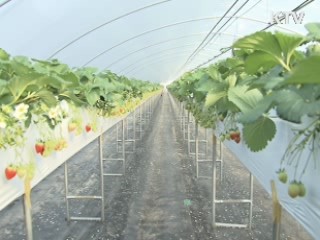 딸기 생산 세계 5위···품종 개발 '개가'