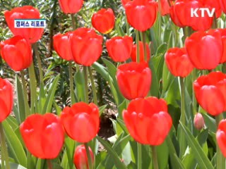 고양꽃박람회, 2억 송이 꽃의 향연