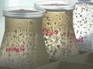 성(性)호르몬 발육기 성장 조절 가능