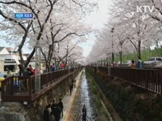 벚꽃의 향연 진해군항제···250만명 동원