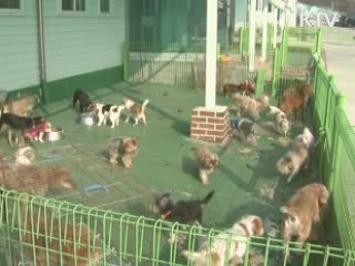 애완견 배설물 안치우면 과태료 '7만원'