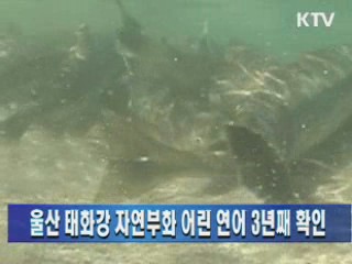 울산 태화강 자연부화 어린 연어 3년째 확인