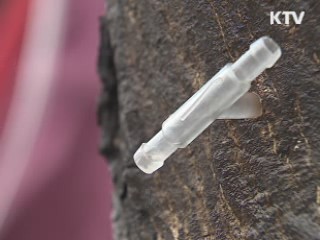 남녘 고뢰쇠 채취 시작