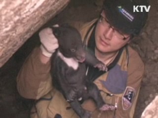 지리산 반달가슴곰 두 번째 출산 성공