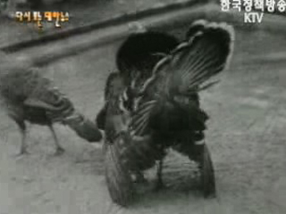 새 식구 맞이한 동물원(`57)