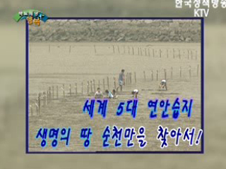 세계 5대 연안습지, 생명의 땅 순천만을 찾아서!