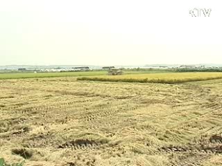 정부 매입 등 쌀값 안정대책 추진