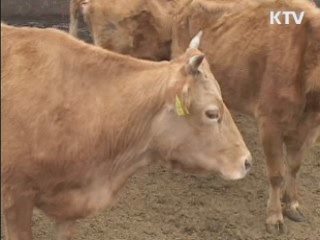 구제역 안심해도 됩니다