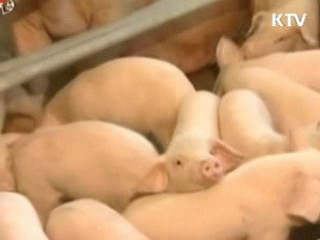 북한 구제역 발생…"남북 입·출입 검역 강화"