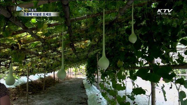 칠갑산 알프스마을의 명물 '조롱박 터널'