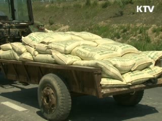 되살아나는 '우리 밀' [현장포커스]