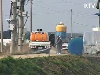 AI 매몰지 반경 3km 상수도 공급