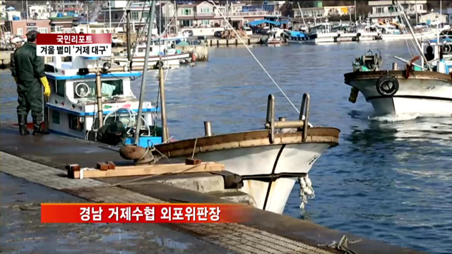 제철 맞은 '거제 대구', 위판장 활기 [국민리포트]