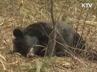 반달가슴곰 국내서 자체증식 출산