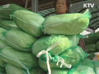 "오는 주말 배추값 4천원대 하락 전망"