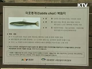 멸종위기종 '미호종개' 금강 방류
