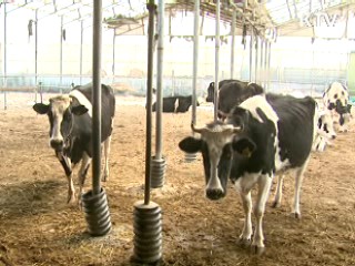 구제역 아픔 딛고 일어서는 축산농가