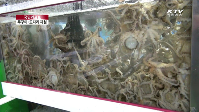 "보령 주꾸미·도다리 맛보세요" [국민리포트]