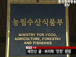 태안산 굴.바지락 '안전' 판정