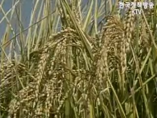 쌀농사 재해보험 내년 도입 추진