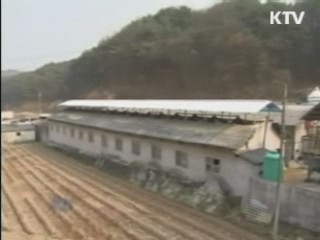 정부, 구제역 백신접종 여부 신중 검토