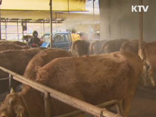 구제역·AI 발생지역 개학연기 검토