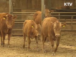유통단계 축소···한우 소비자 가격 인하
