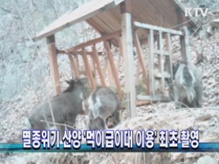 멸종위기 산양 '먹이급이대 이용' 최초 촬영